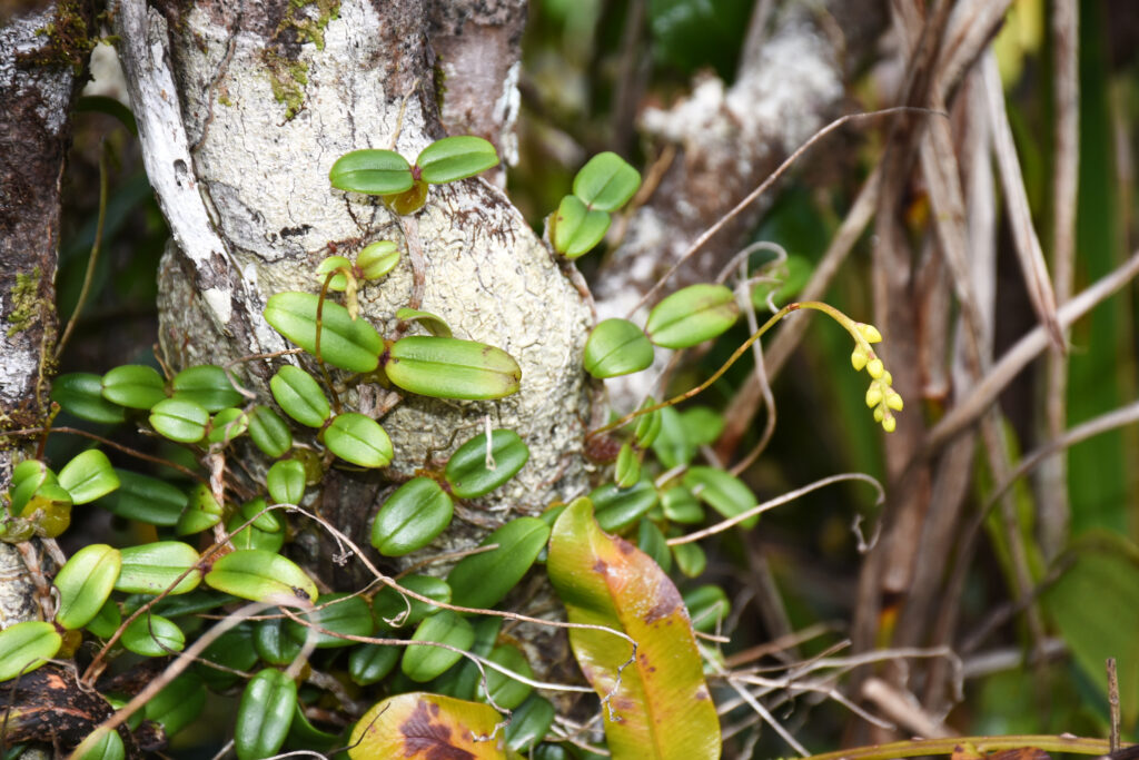 Bulbophyllum densum - Maurice