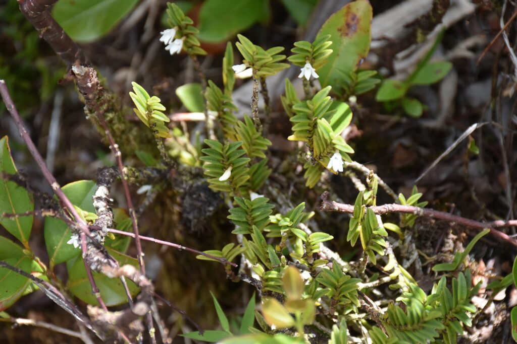 Angraecum pectinatum - Maurice