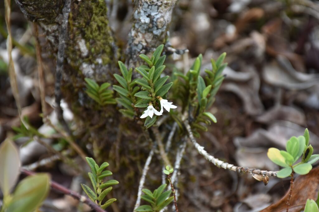 Angraecum pectinatum - Maurice