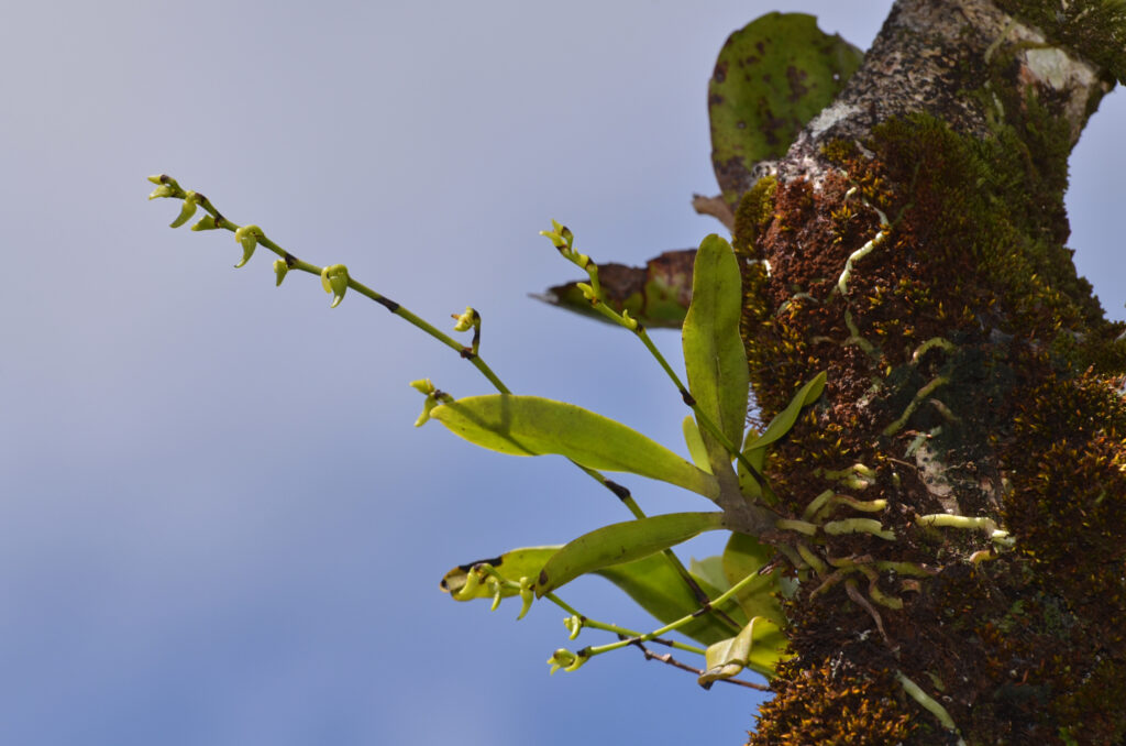 Angraecum calceolus - Maurice