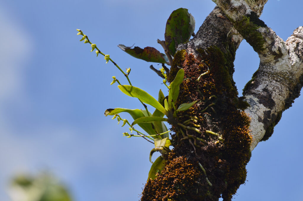 Angraecum calceolus - Maurice
