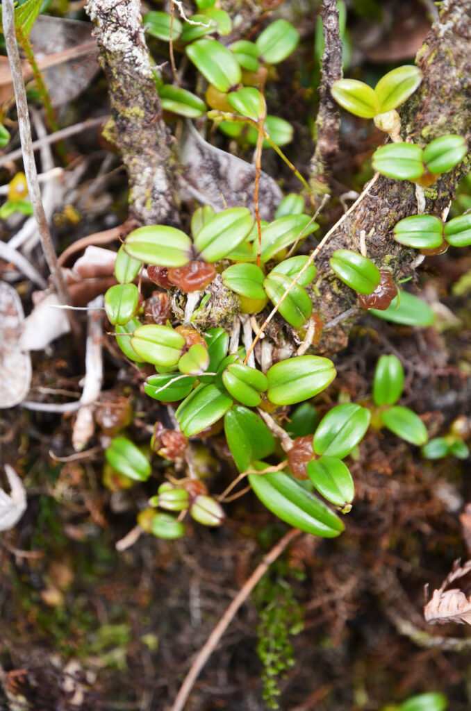 Bulbophyllum densum - Maurice