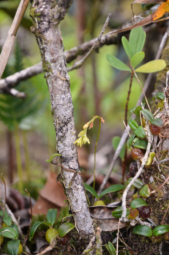 Bulbophyllum densum - Maurice