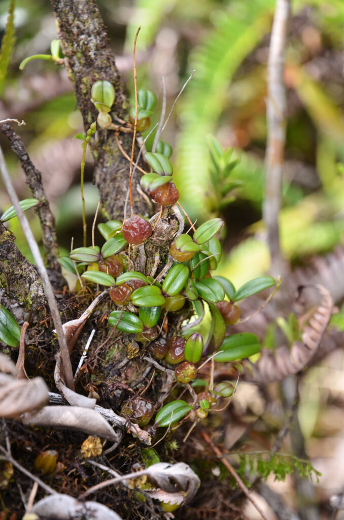 Bulbophyllum densum - Maurice