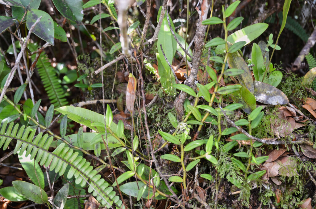Angraecum ramosum - Maurice