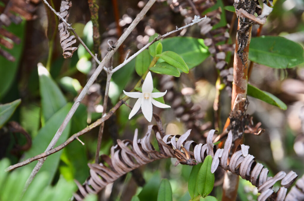 Angraecum ramosum - Maurice