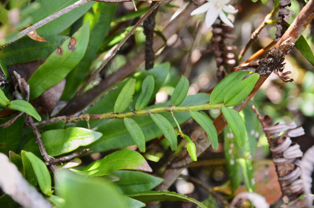 Angraecum ramosum - Maurice