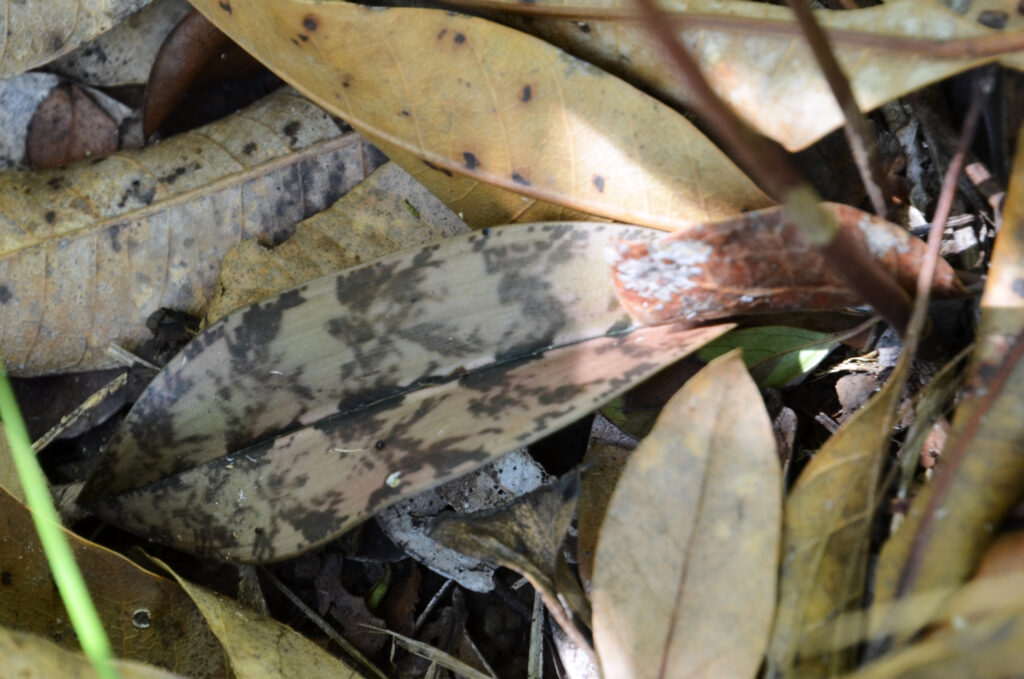 Oeceoclades maculata - Maurice