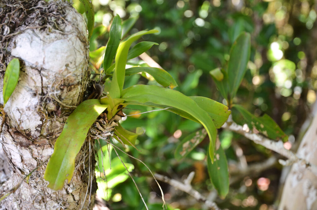Aeranthes arachnites - Maurice