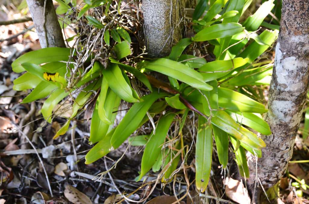 Aeranthes arachnites- Maurice