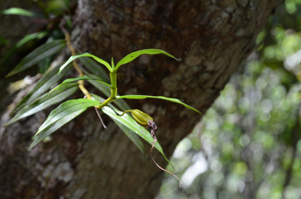 Angraecum mauritianum - Maurice