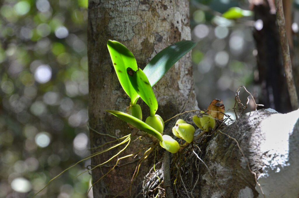 Bulbophyllum occultum - Bulbophyllum occultum - Maurice