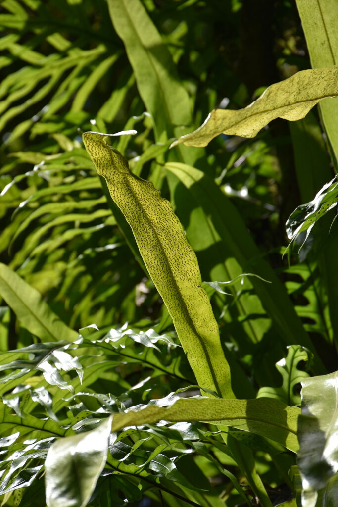 Microsorum punctatum - Maurice