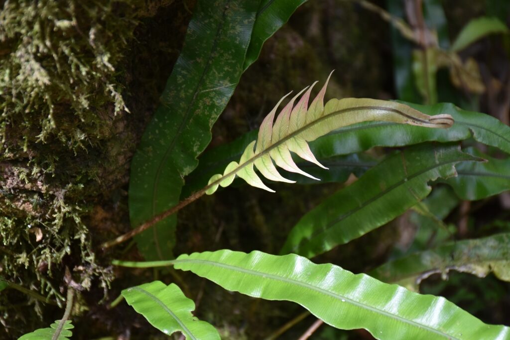 Blechnum attenuatum - Maurice