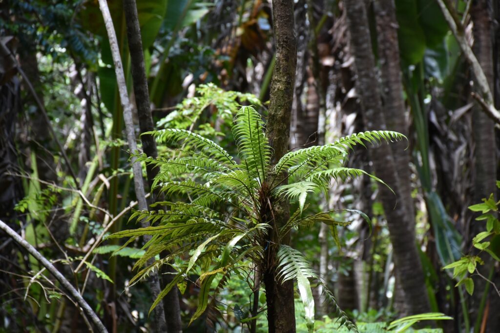 Blechnum attenuatum - Maurice