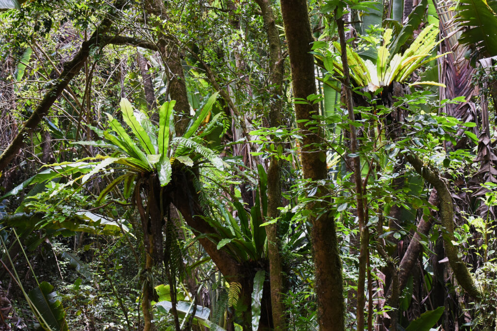 Asplenium nidus - Maurice