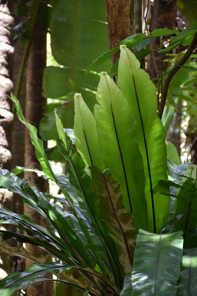 Asplenium nidus - Maurice