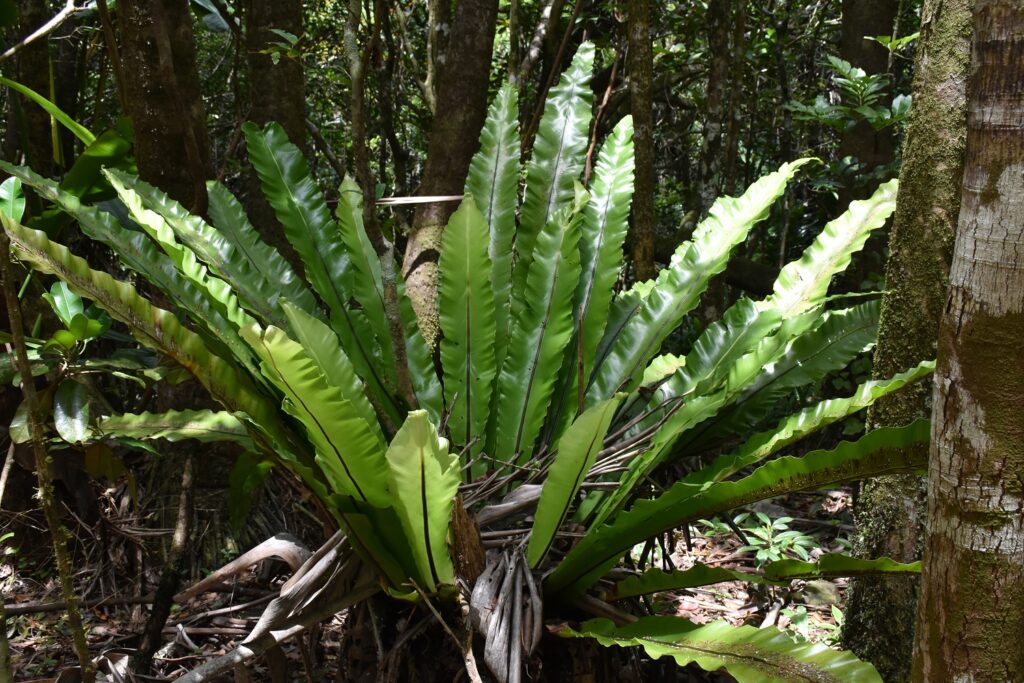 Asplenium nidus - Maurice
