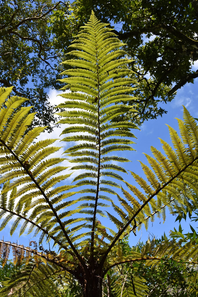 Alsophila borbonica var. latifolia - Maurice