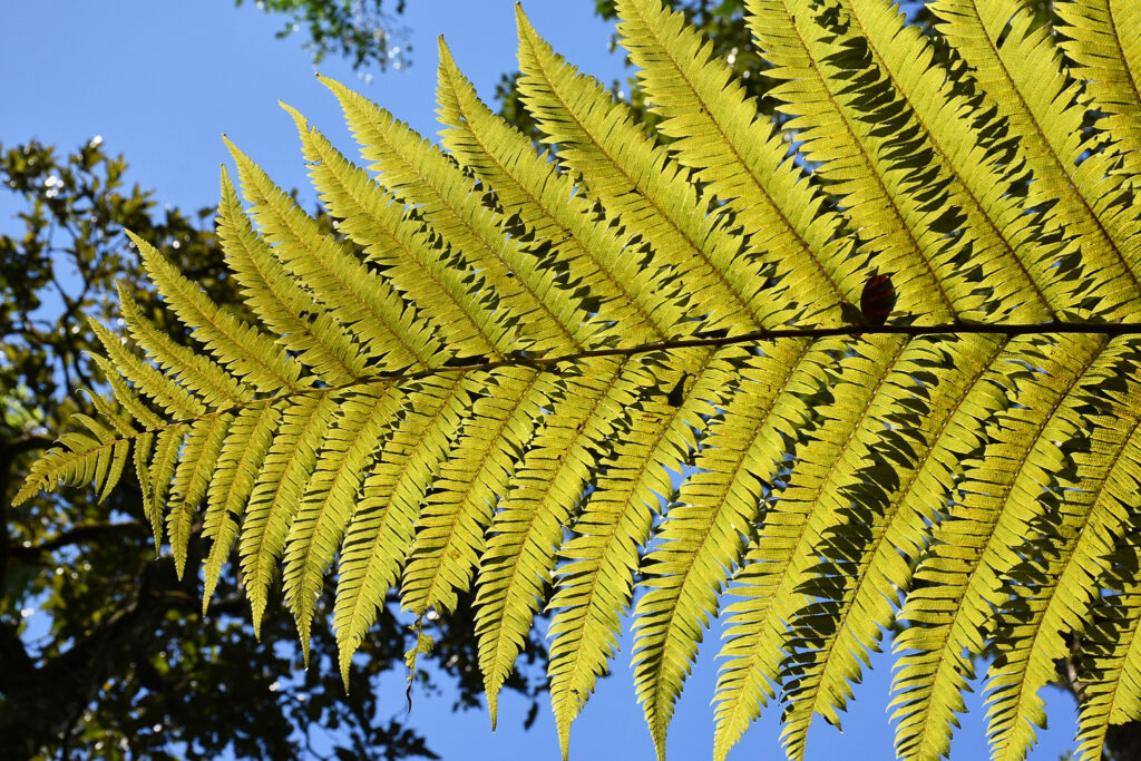 Alsophila borbonica var. latifolia - Maurice