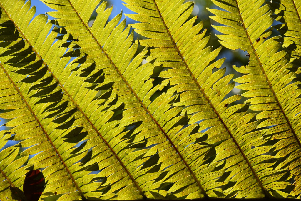 Alsophila borbonica var. latifolia - Maurice