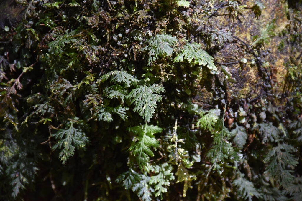Crepidomanes bipunctatum - Maurice