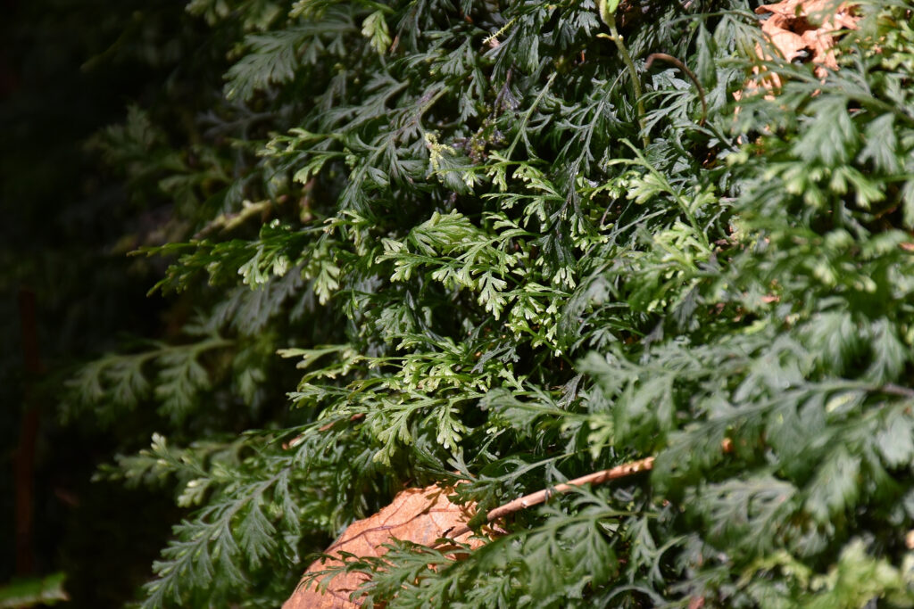 Crepidomanes bipunctatum - Maurice