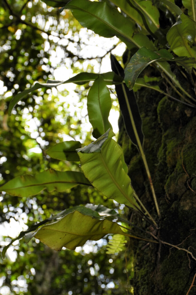 Elaphoglossum sieberi  - Maurice