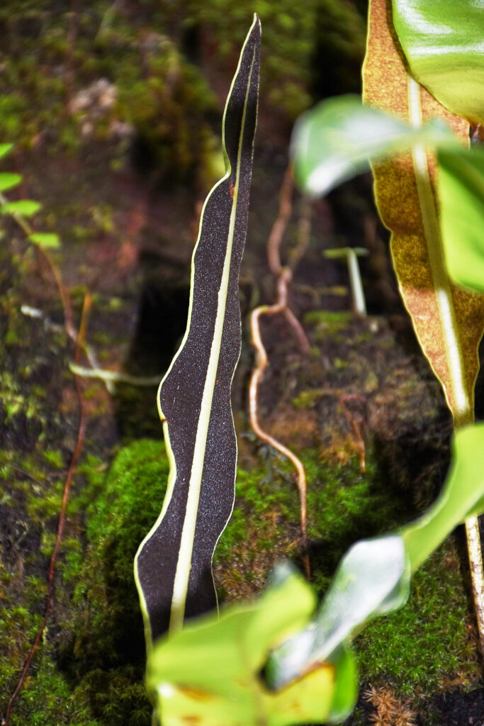 Elaphoglossum sieberi  - Maurice