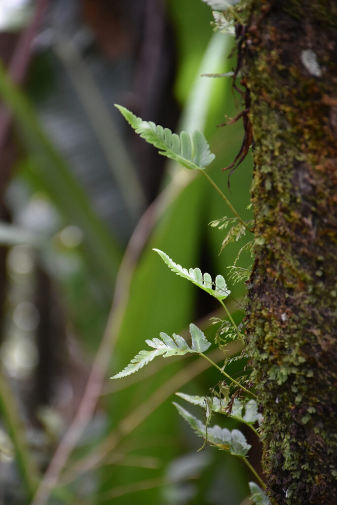 Davallia repens - Maurice