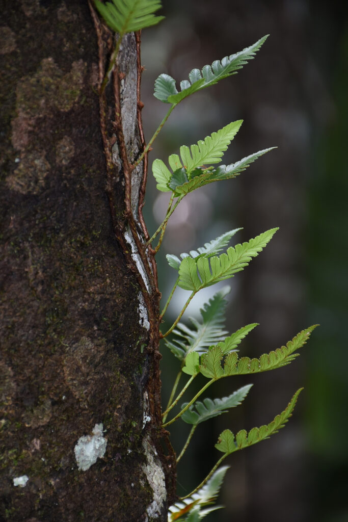 Davallia repens - Maurice