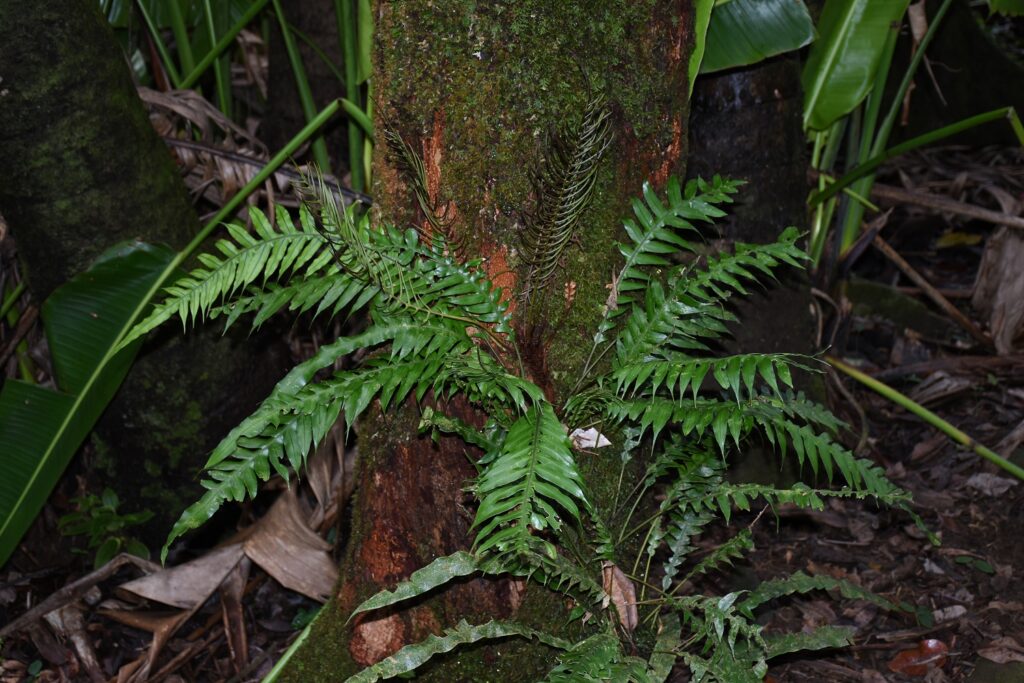 Blechnum attenuatum - Maurice