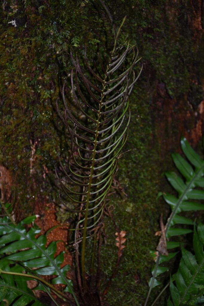 Blechnum attenuatum - Maurice