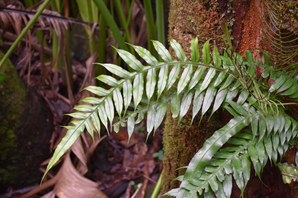 Blechnum attenuatum - Maurice