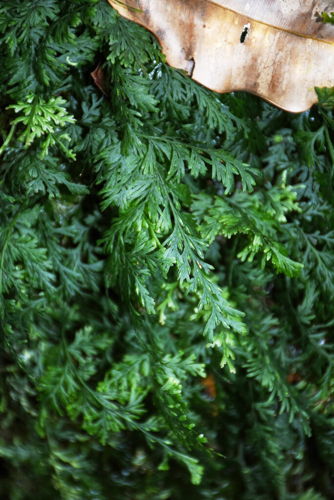 Crepidomanes bipunctatum - Maurice