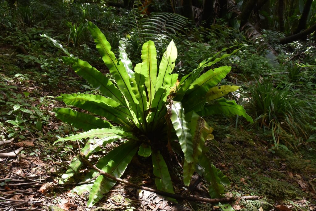 Asplenium nidus - Maurice