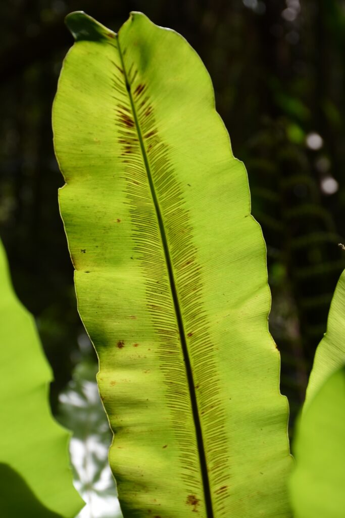Asplenium nidus - Maurice