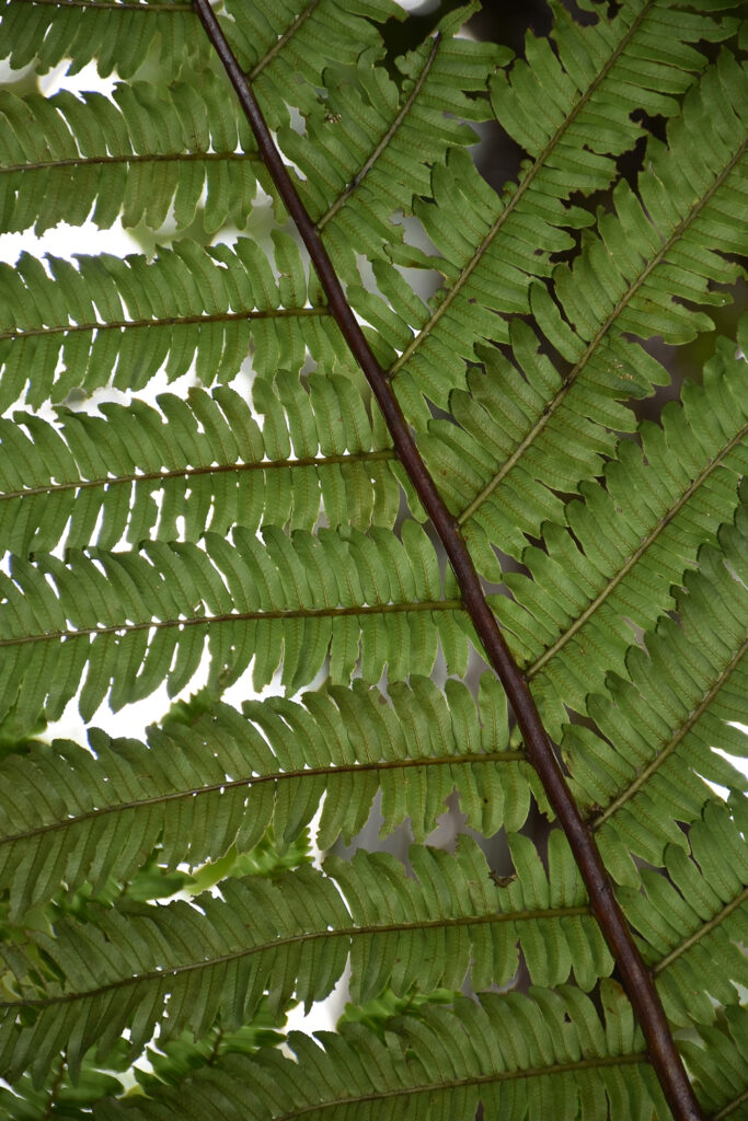 Alsophila borbonica var. latifolia - Maurice