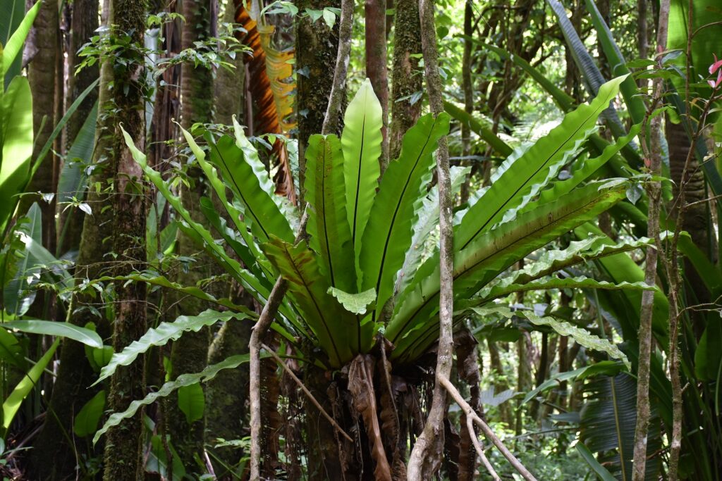 Asplenium nidus - Maurice