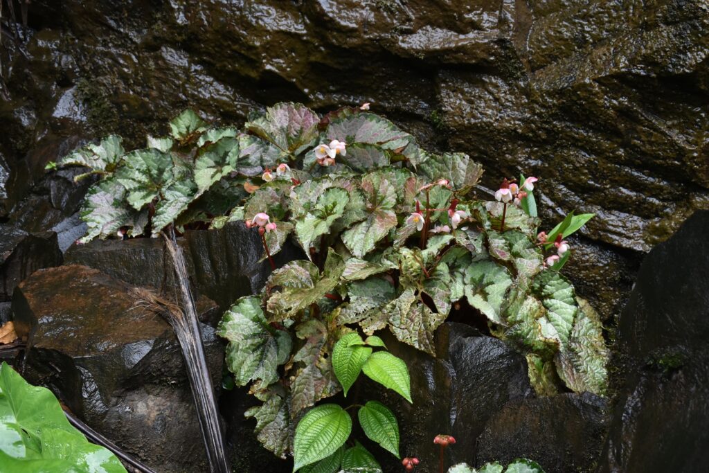 Begonia rex - Maurice
