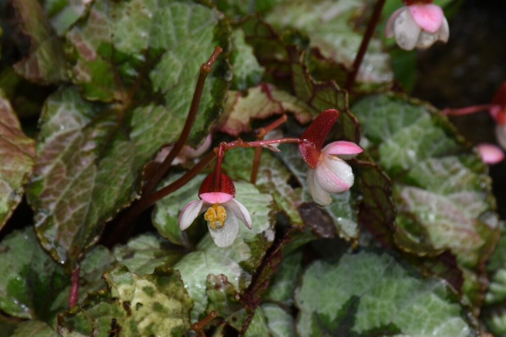Begonia rex - Maurice