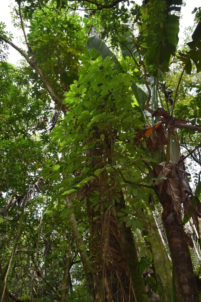Heptapleurum actinophyllum - Maurice