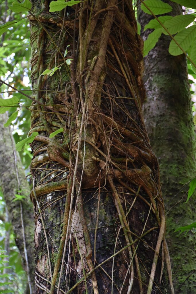 Heptapleurum actinophyllum - Maurice