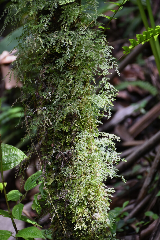 Hymenophyllum inaequale - Maurice