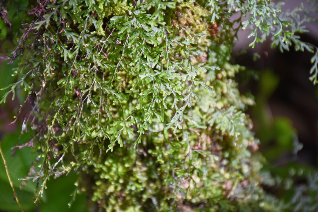 Hymenophyllum inaequale - Maurice