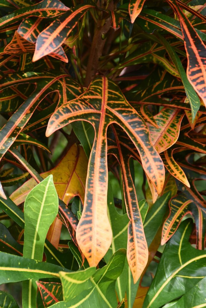 Codiaeum variegatum - Maurice
