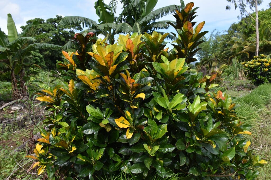 Codiaeum variegatum - Maurice