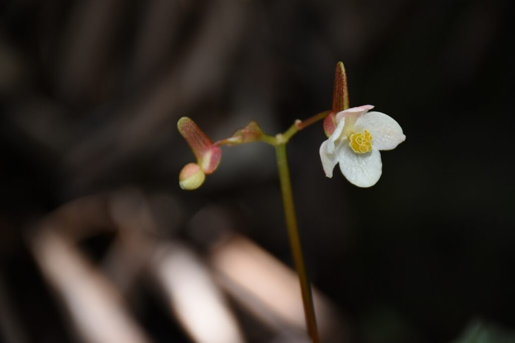 Begonia rex - Maurice