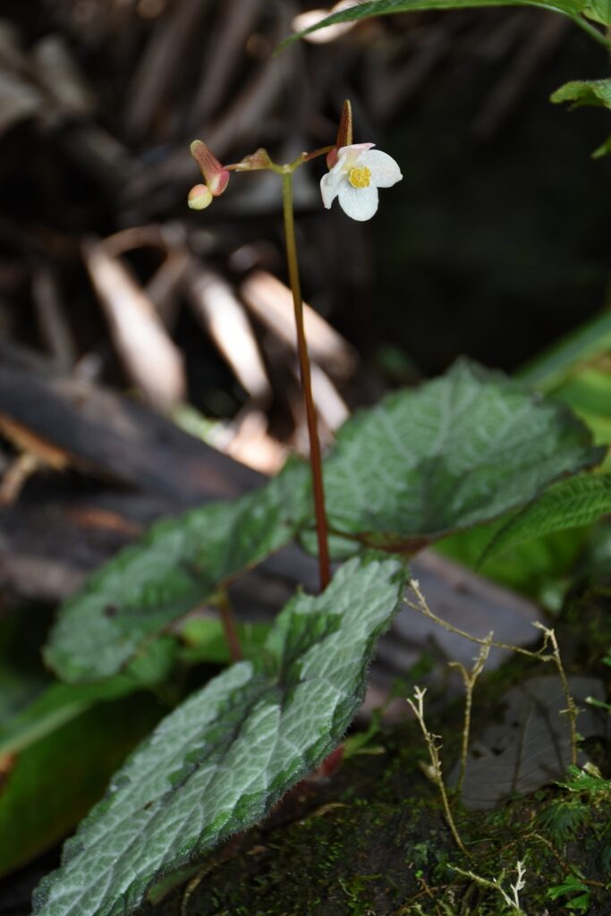 Begonia rex - Maurice