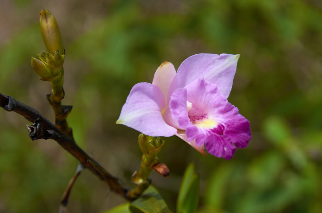 Arundina graminifolia - Maurice